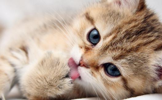 �����߲�����ǣ�è���γ���ʲô������