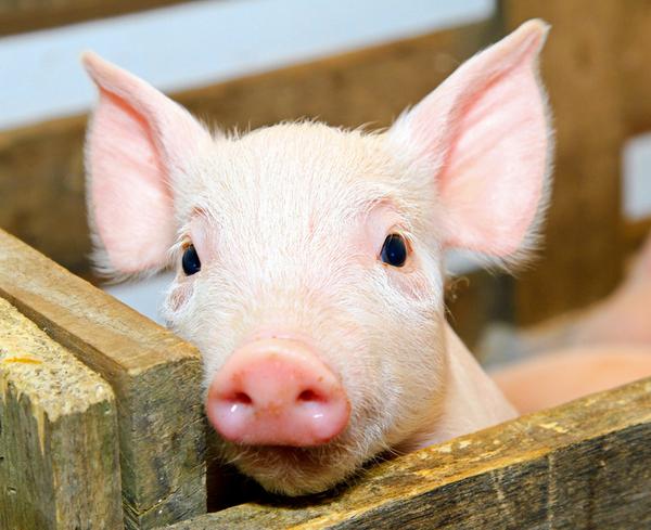  �����������������Щ�ͺ�������