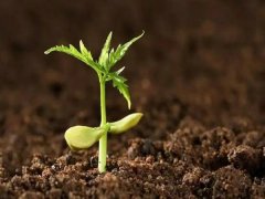 �������ּ���ǳ����ļҺ�����������