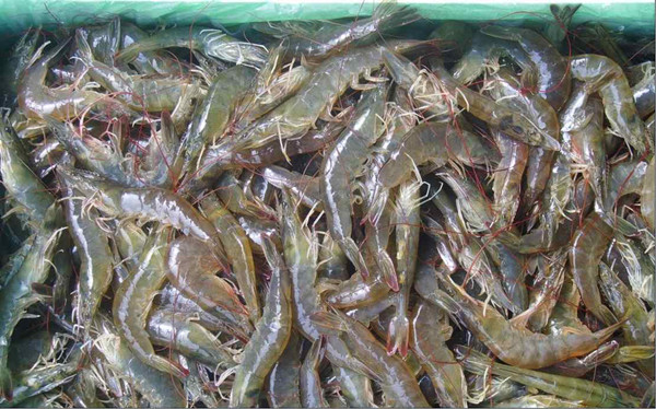 ˮ��Ʒ�������װ��