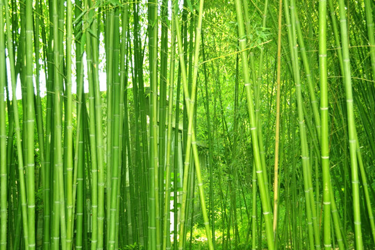 ֲ�����Ҫ��������������